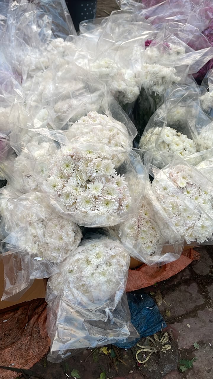 Chrysanthemum wholesale rate in Lahore