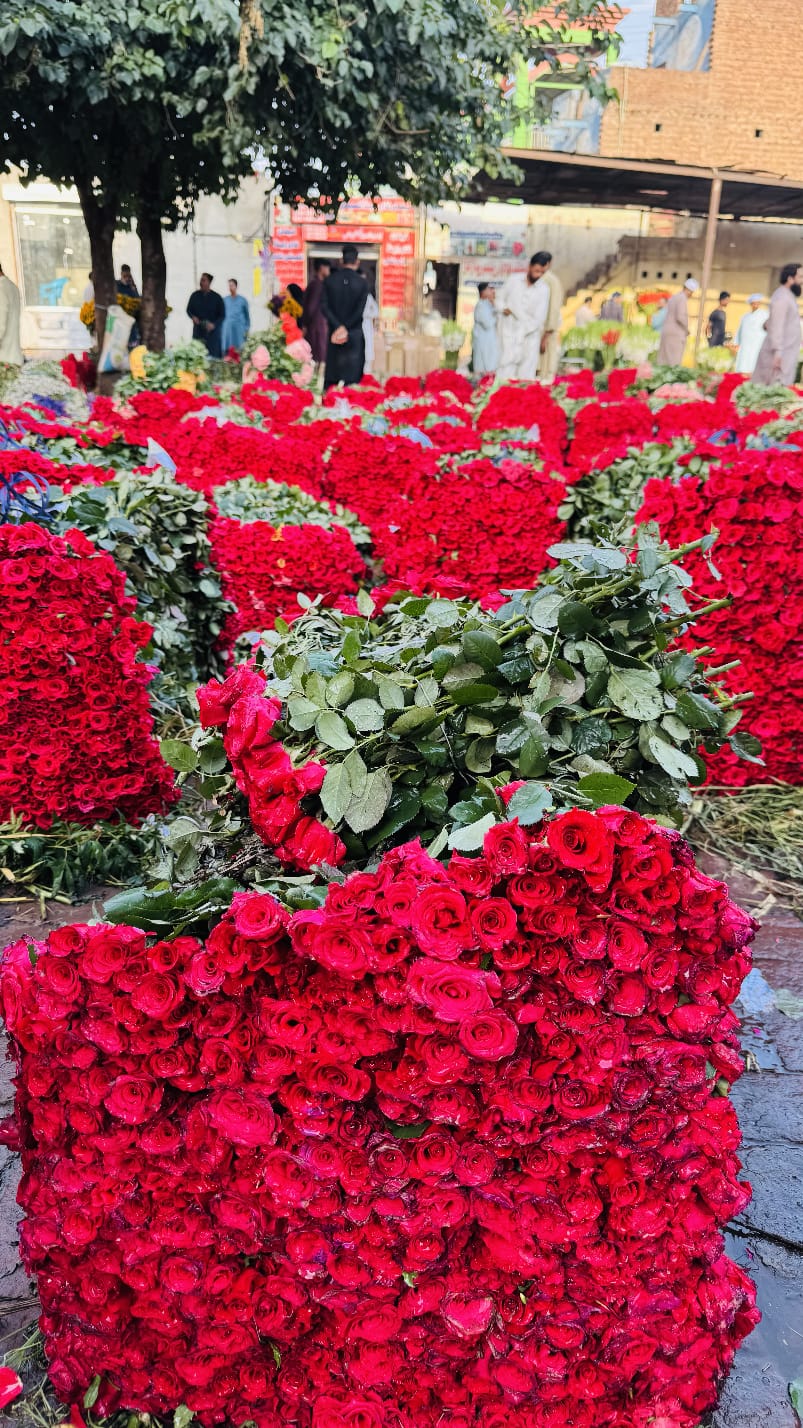 red rose wholesale rate in Lahore